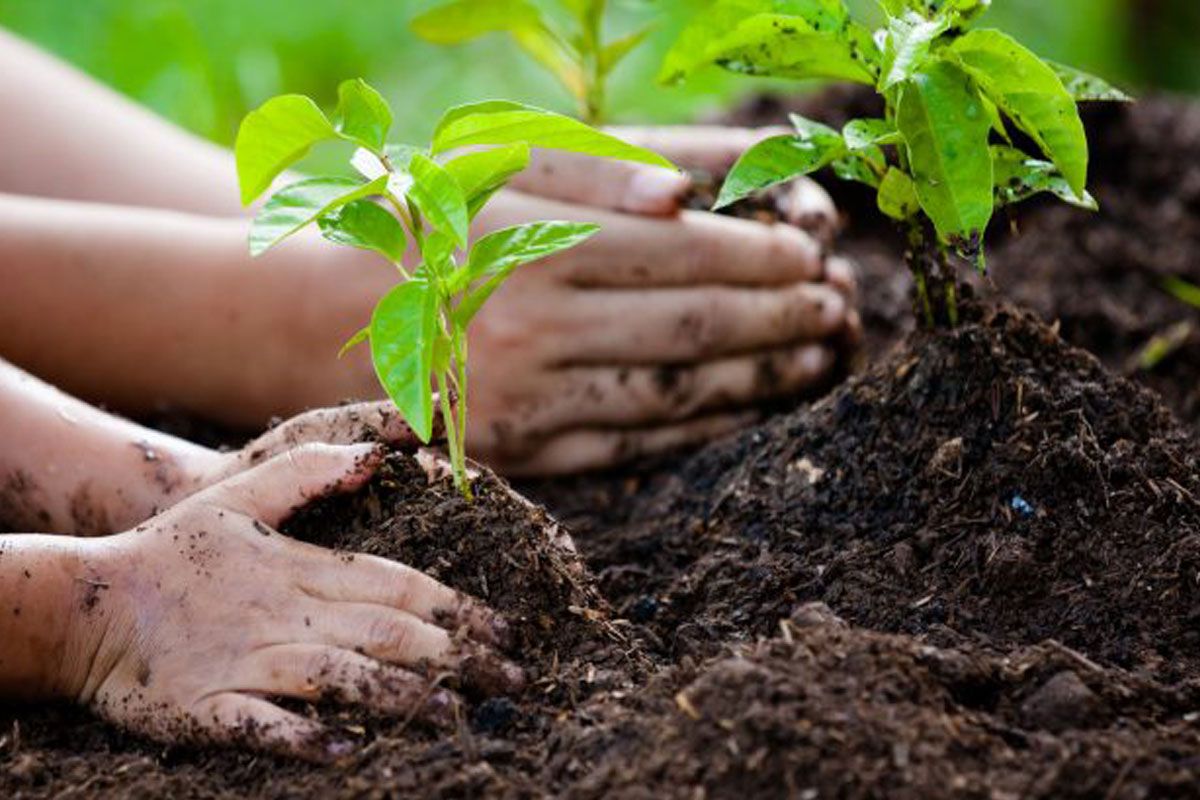 Planting a Tree for Mother Earth - Lifestyle Retreats